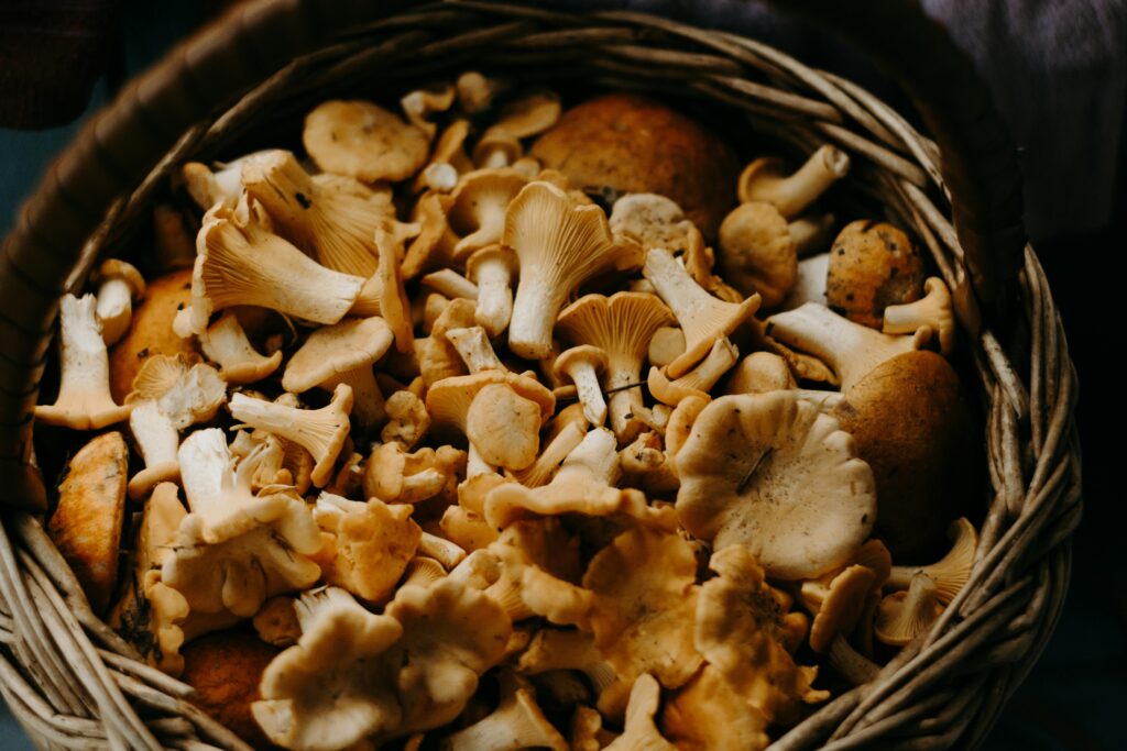 Good lectins: mushrooms